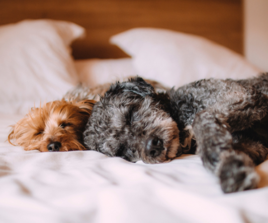 Teaching Your Dog to Switch Off: Why It’s Just as Important as Obedience