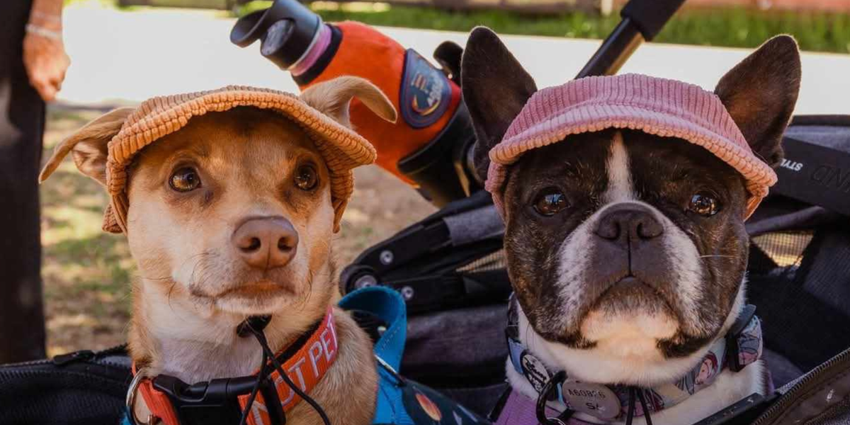 Dog Hats