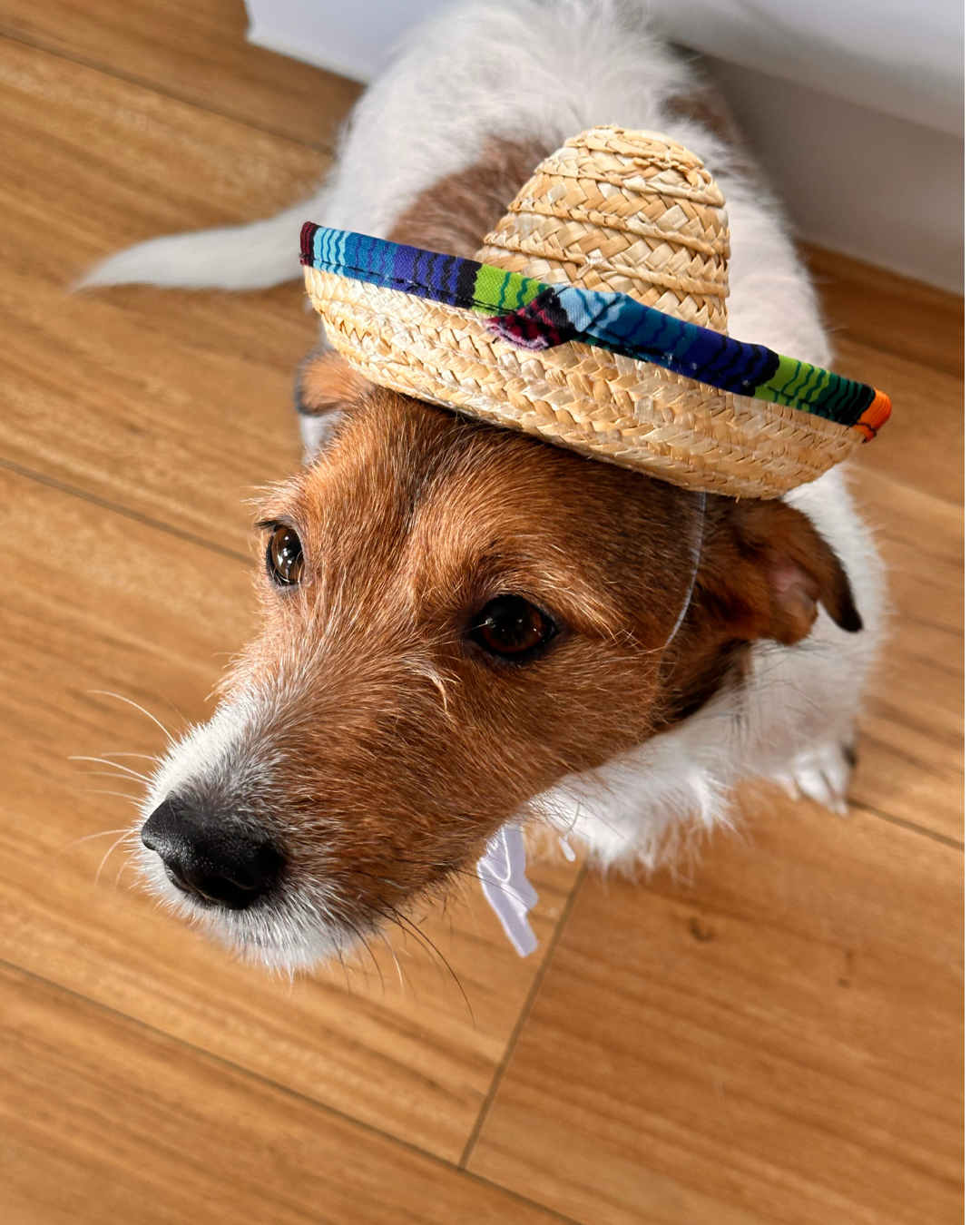Mexican Dog Hat