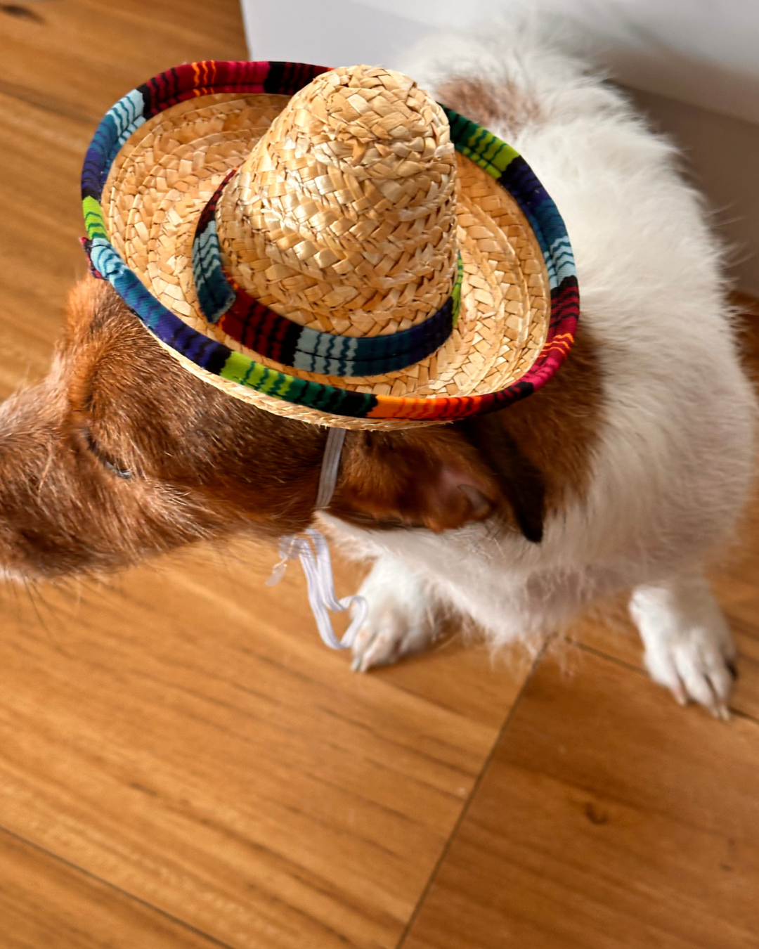 Mexican Dog Hat