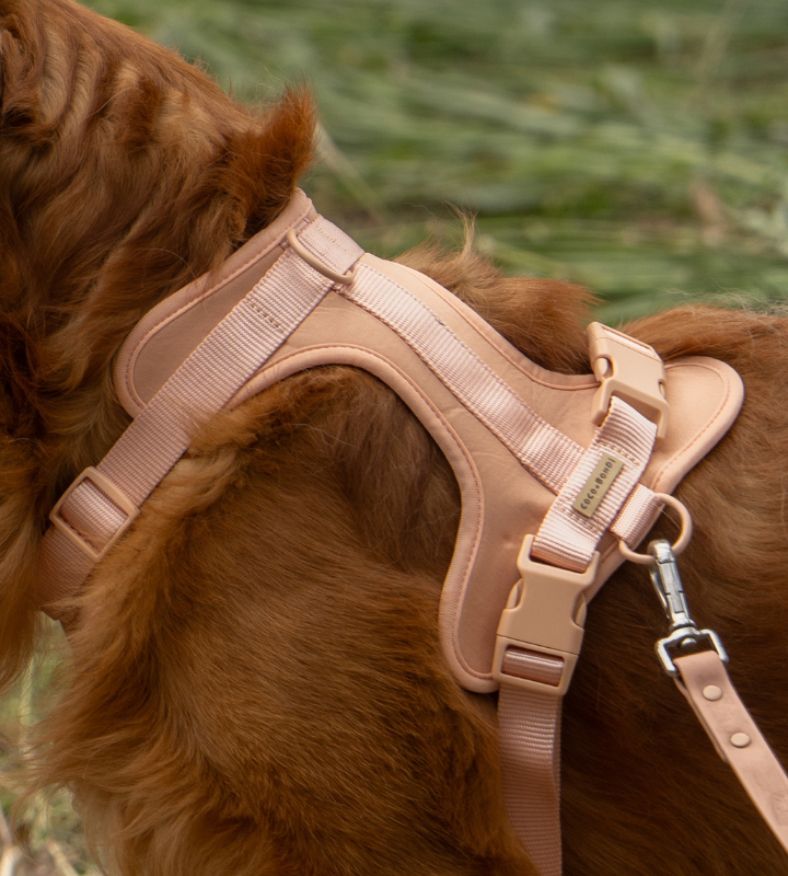 No-Pull Dog Harness & Hands - Free Leash Set in Peach