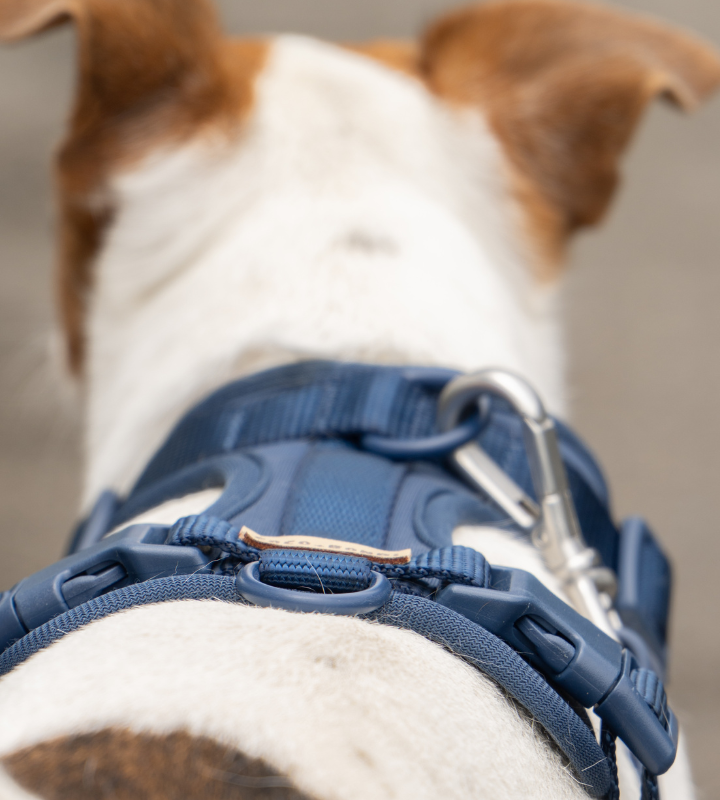 Navy Blue No-Pull Dog Harness & Waterproof Hands-Free Leash Set