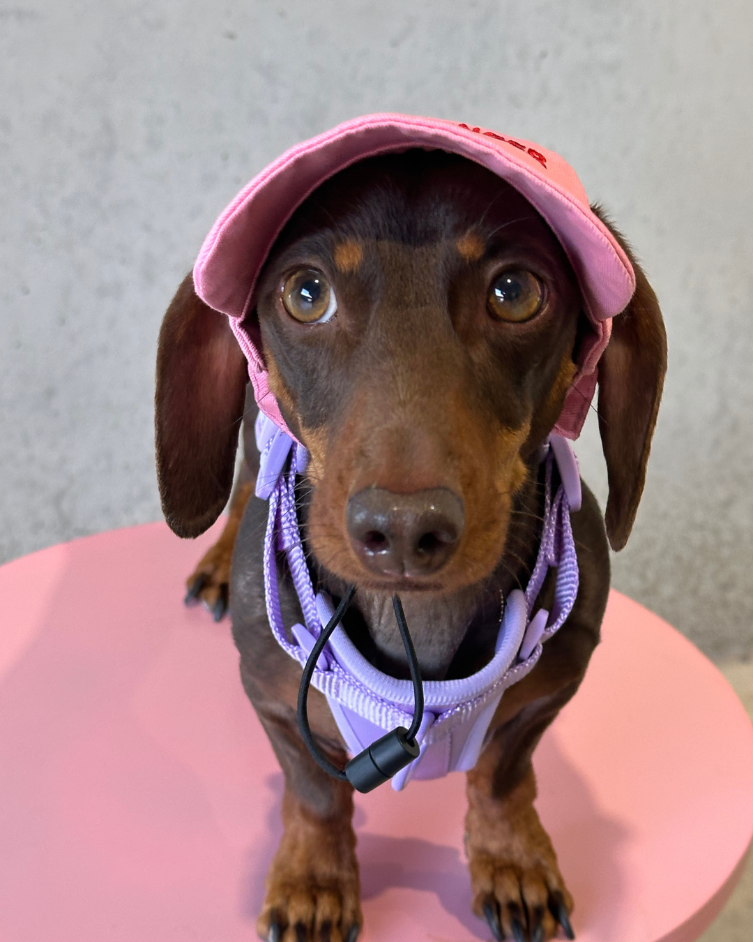 "Pupfluencer” Dog Hat – Adjustable, Breathable & Sun-Safe