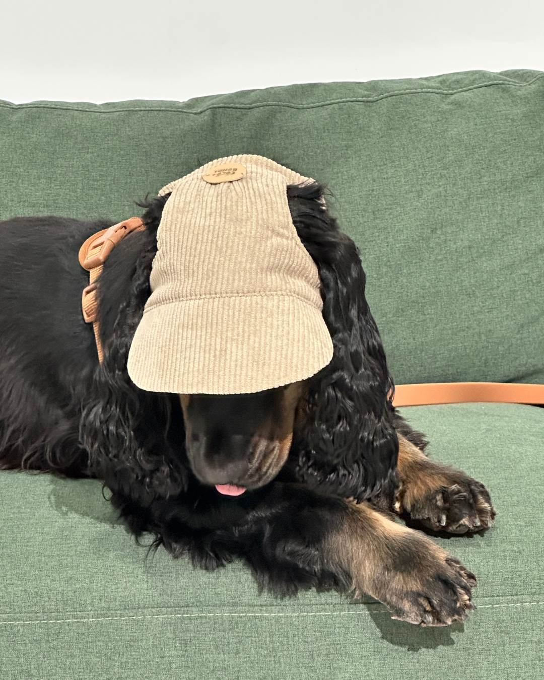 UV-Protective Adjustable Dog Hat in Cream