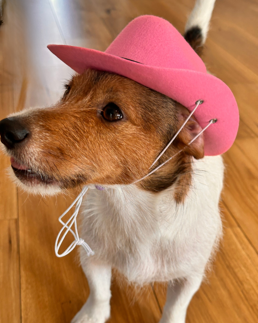 Pink Dog Cowboy Hat