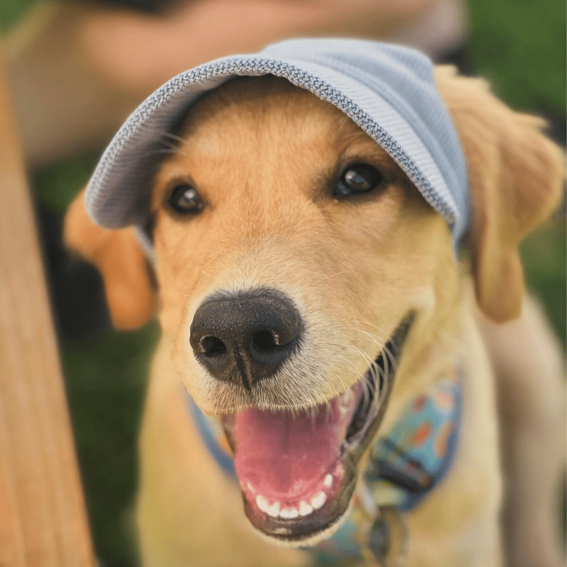 Ocean Blue Dog Hat