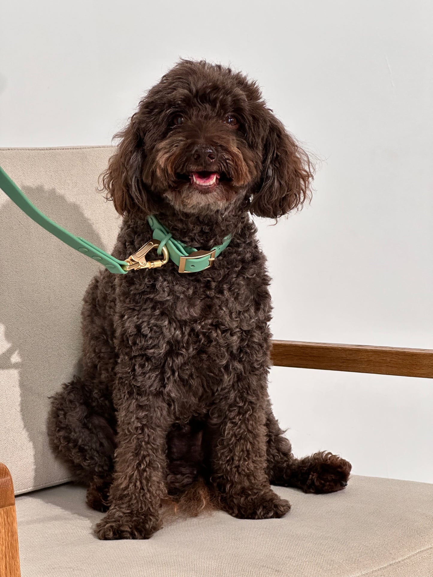 Sage Green Waterproof Dog Collar – Lightweight, Adjustable & Easy to Clean