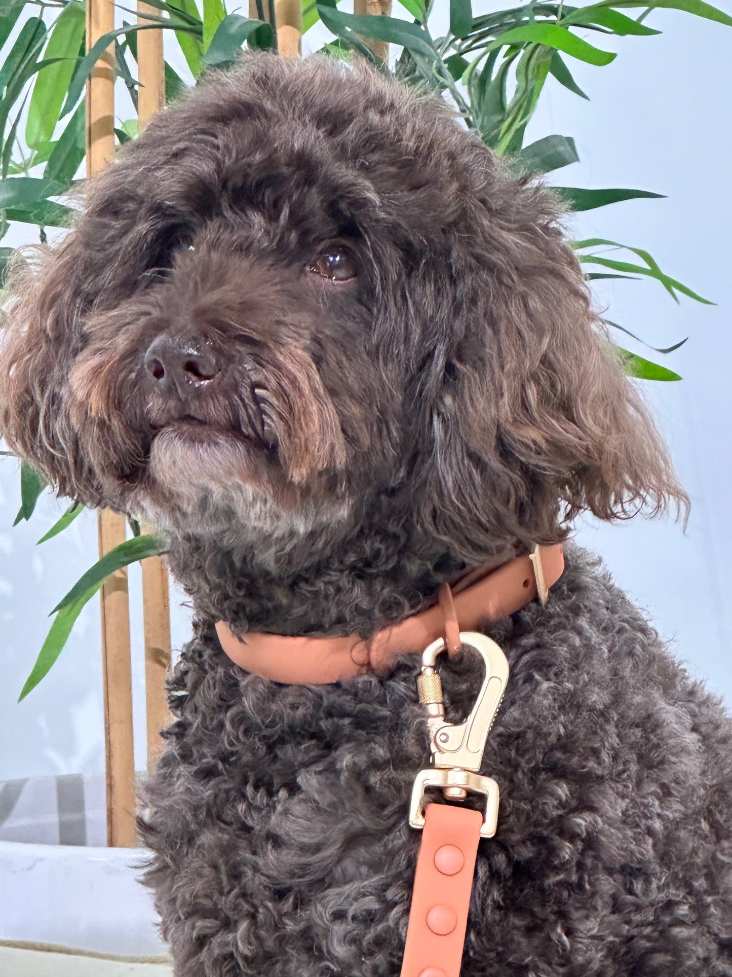 Peach Waterproof Dog Collar – Lightweight, Adjustable & Easy to Clean