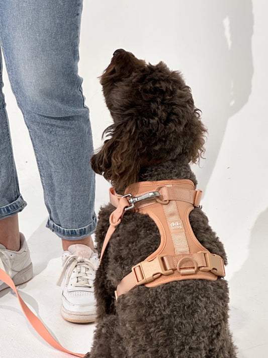 No-Pull Dog Harness in Cream - Walk Your Dog with Ease