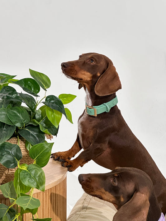 Sage Green Waterproof Dog Collar – Lightweight, Adjustable & Easy to Clean