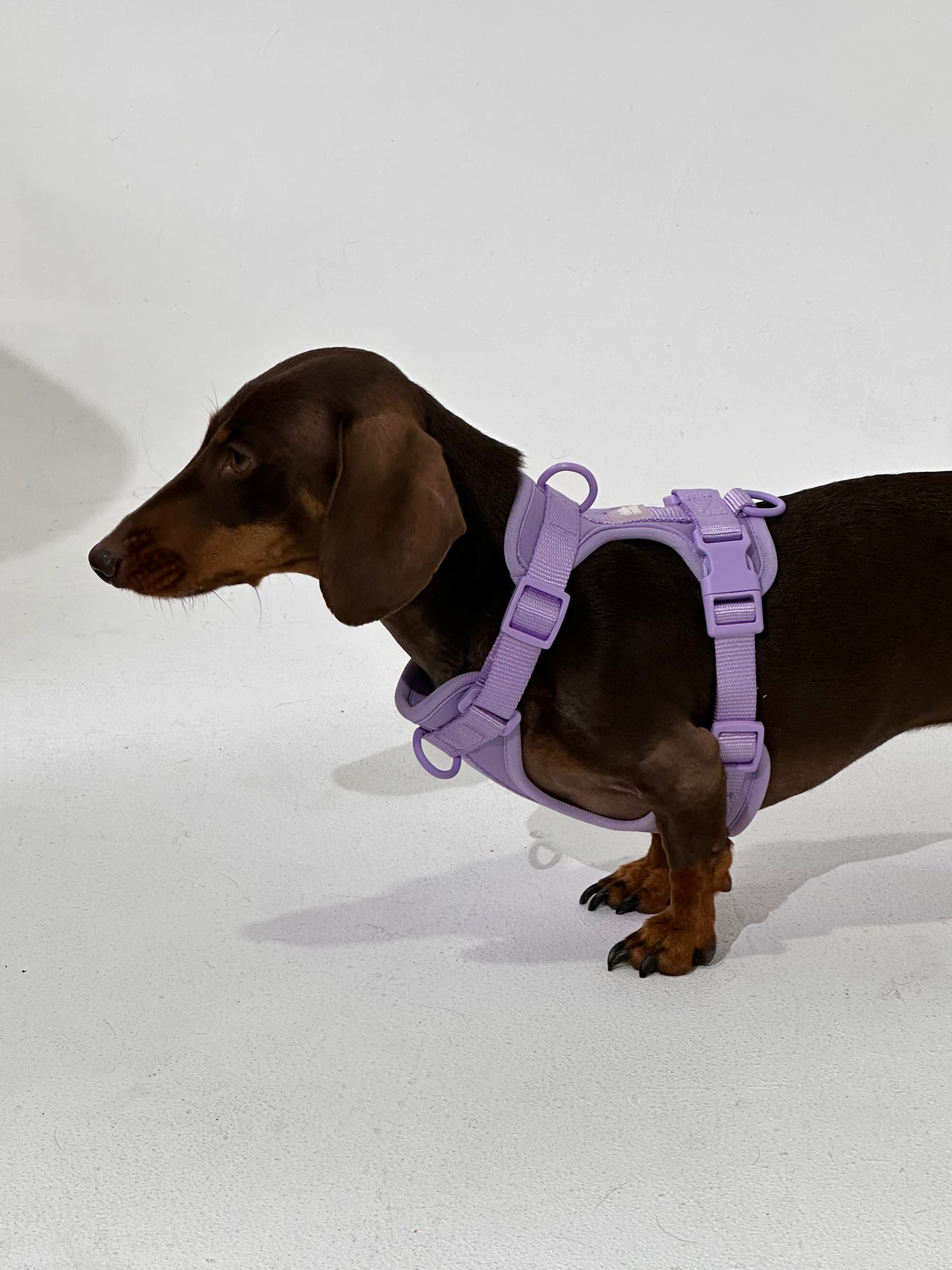 No-Pull Dog Harness in Purple - Walk Your Dog with Ease
