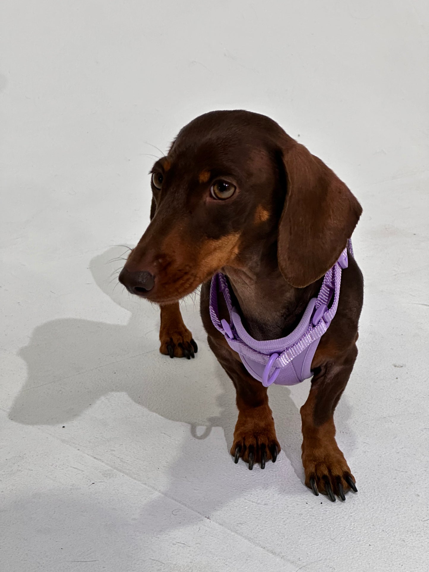 No-Pull Dog Harness in Purple - Walk Your Dog with Ease