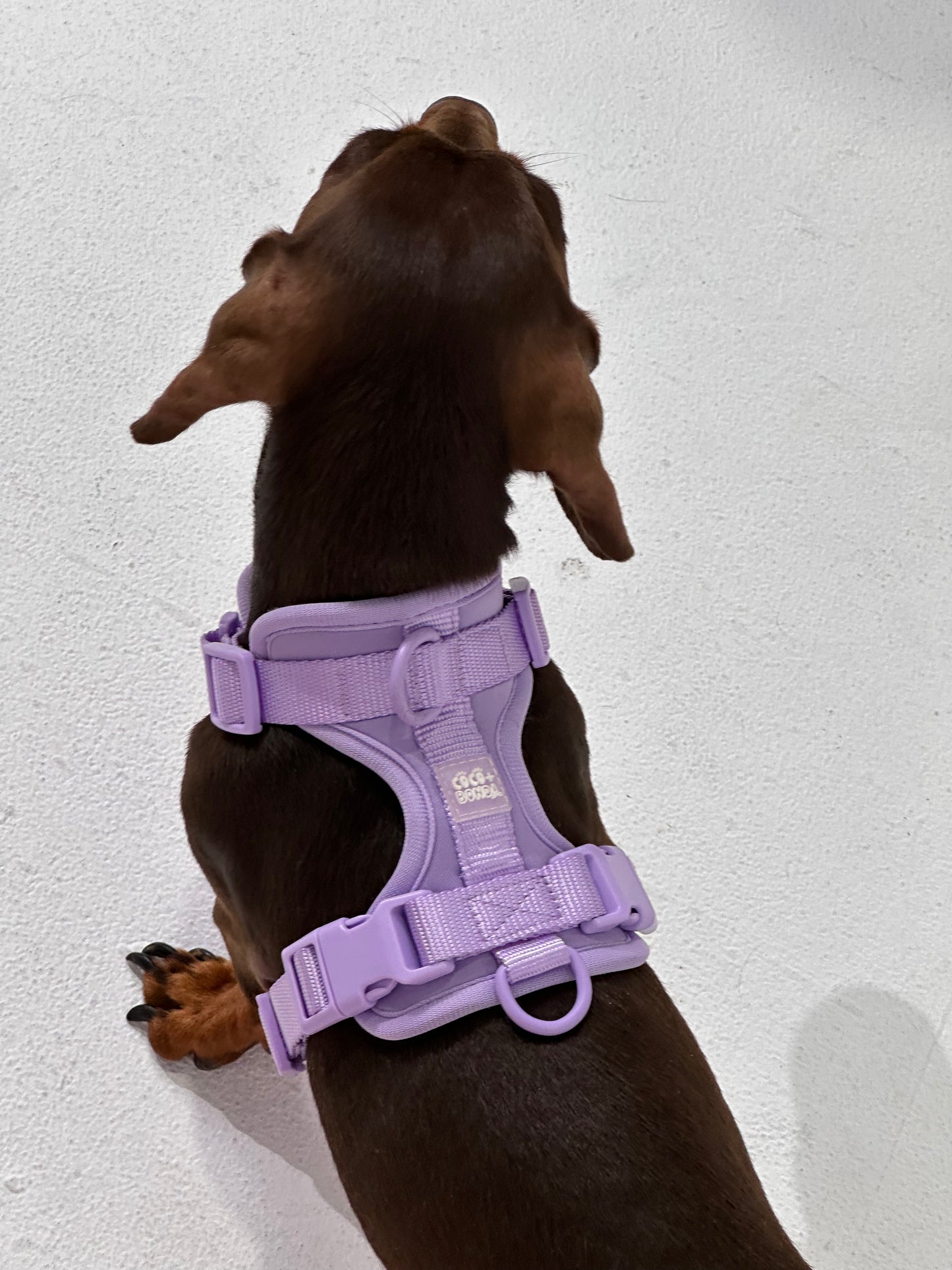 No-Pull Dog Harness in Purple - Walk Your Dog with Ease