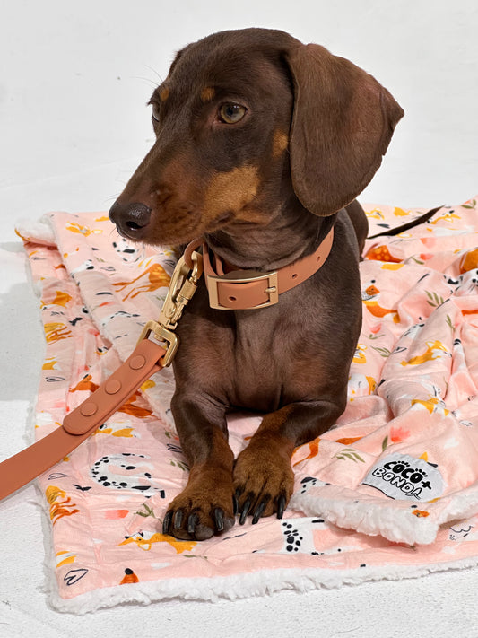 Peach Waterproof Dog Collar – Lightweight, Adjustable & Easy to Clean