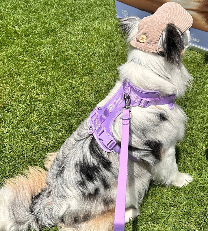 Purple No-Pull Dog Harness & Waterproof Classic Leash Set