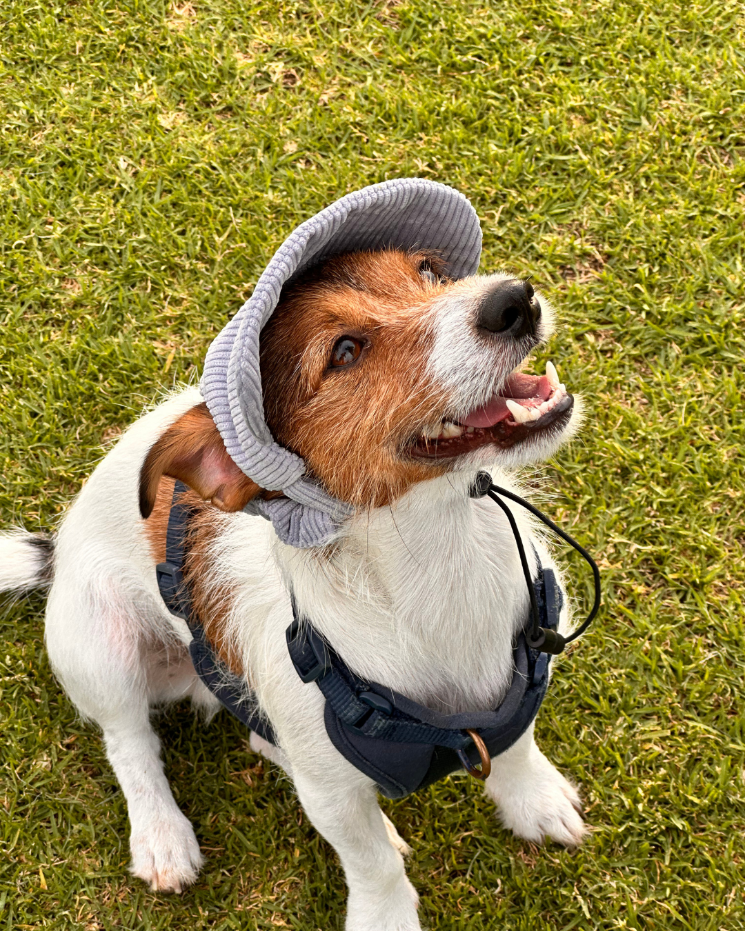 The Sea Mist Dog Hat