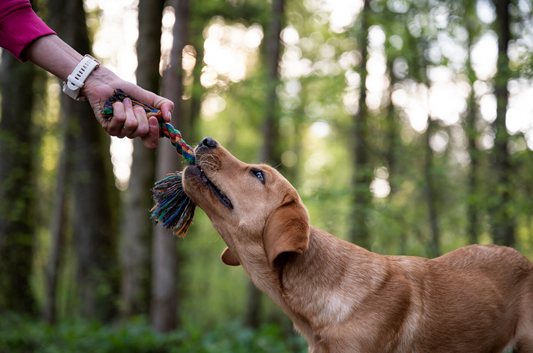 Top Tips for Walking and Entertaining Your Dog: Expert Advice for a Happier, Healthier Pup