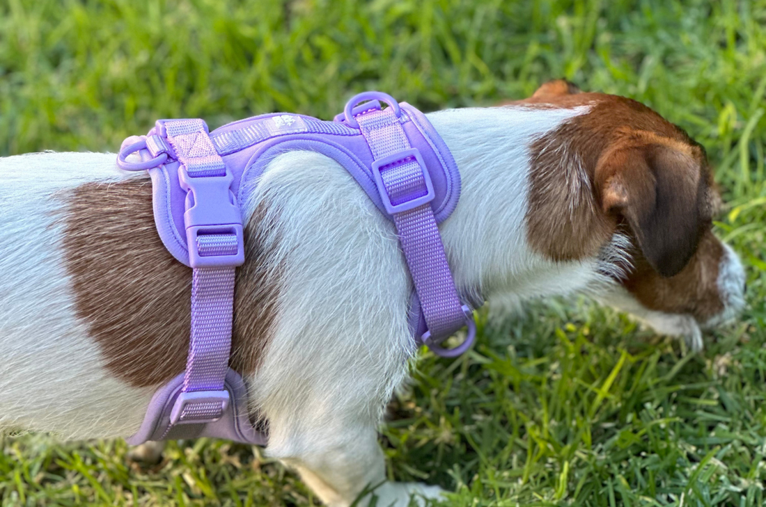 How to Choose the Best No-Pull Dog Harness