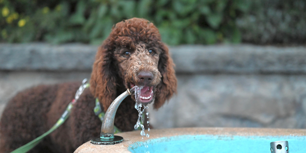 How to Keep Your Dog Cool and Hydrated in Hot Weather