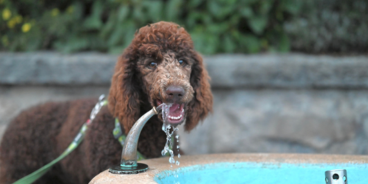 How to Keep Your Dog Cool and Hydrated in Hot Weather
