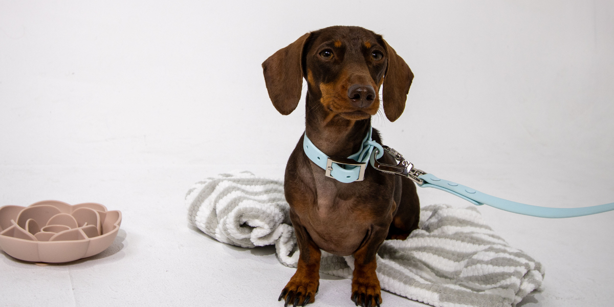 Waterproof Dog Collars