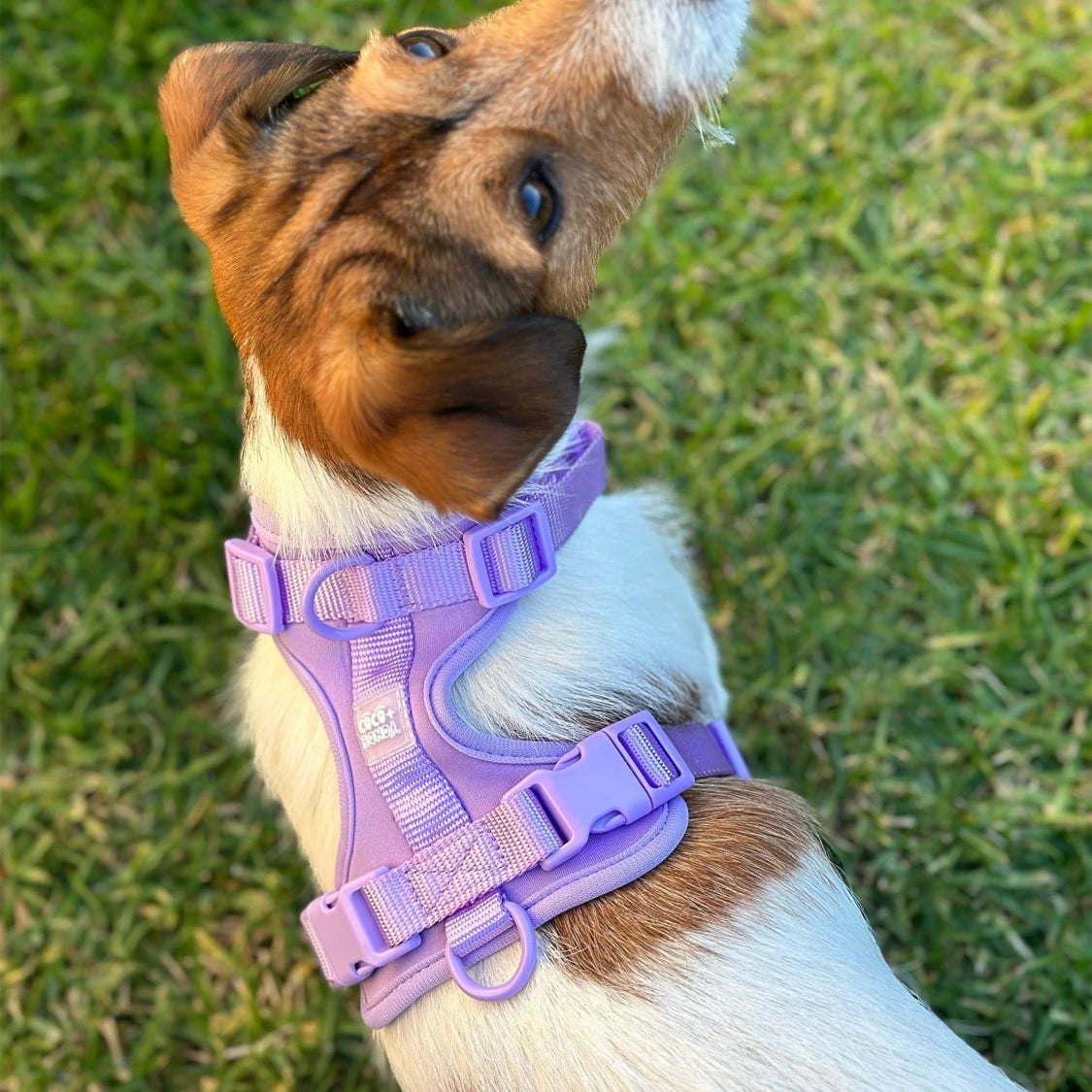 No-Pull Dog Harness in Purple - Walk Your Dog with Ease