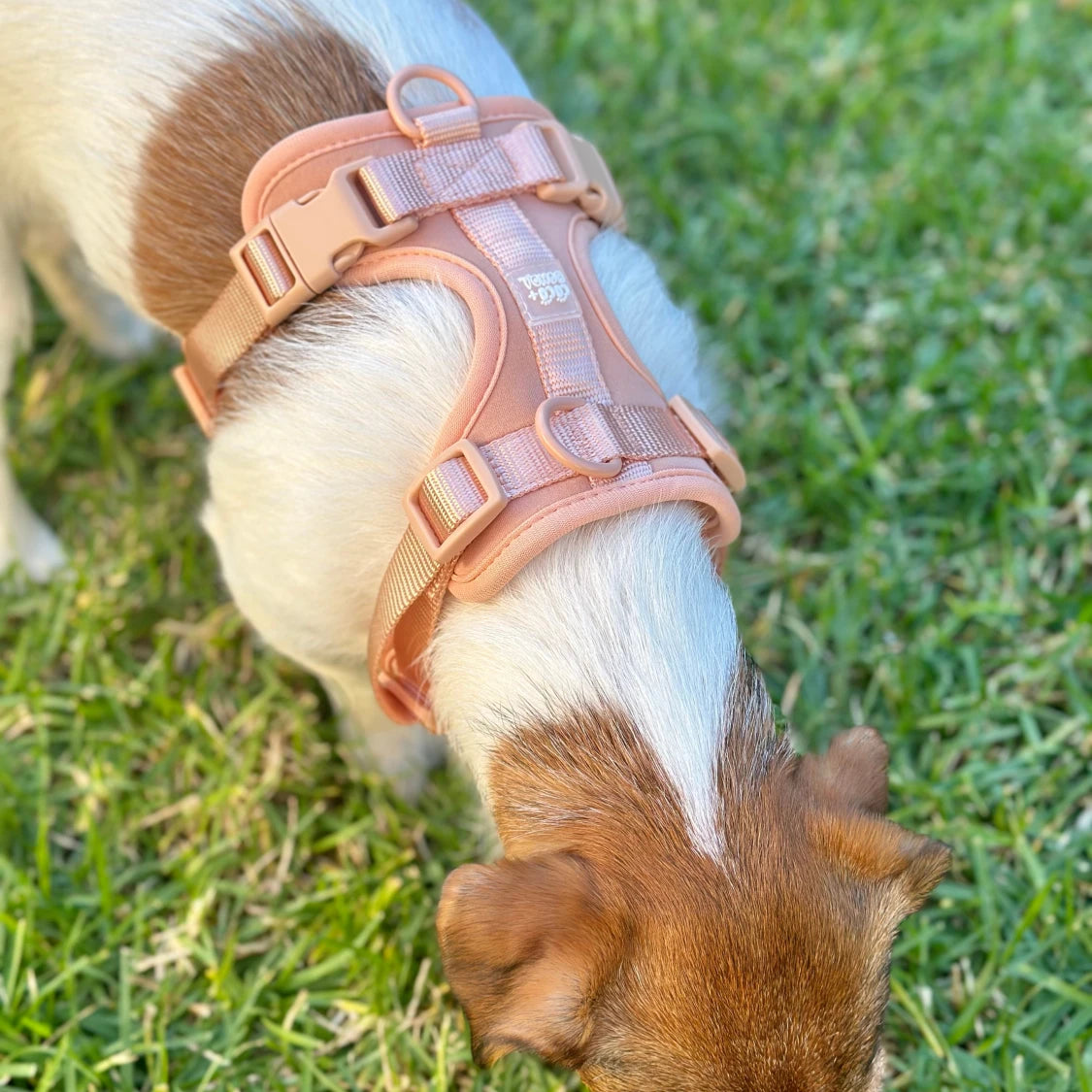 No-Pull Dog Harness & Hands - Free Leash Set in Peach
