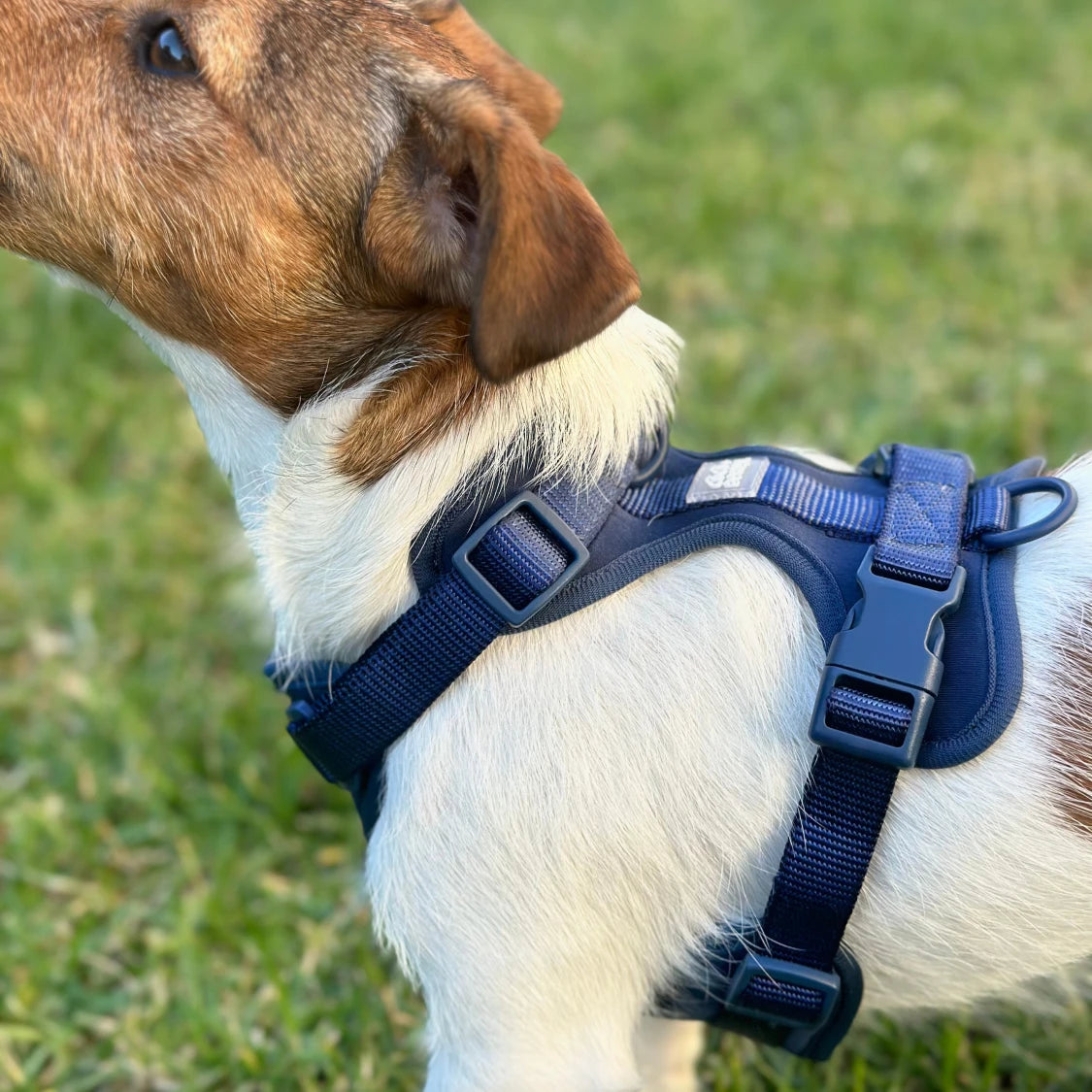 Navy Blue No-Pull Dog Harness & Waterproof Hands-Free Leash Set