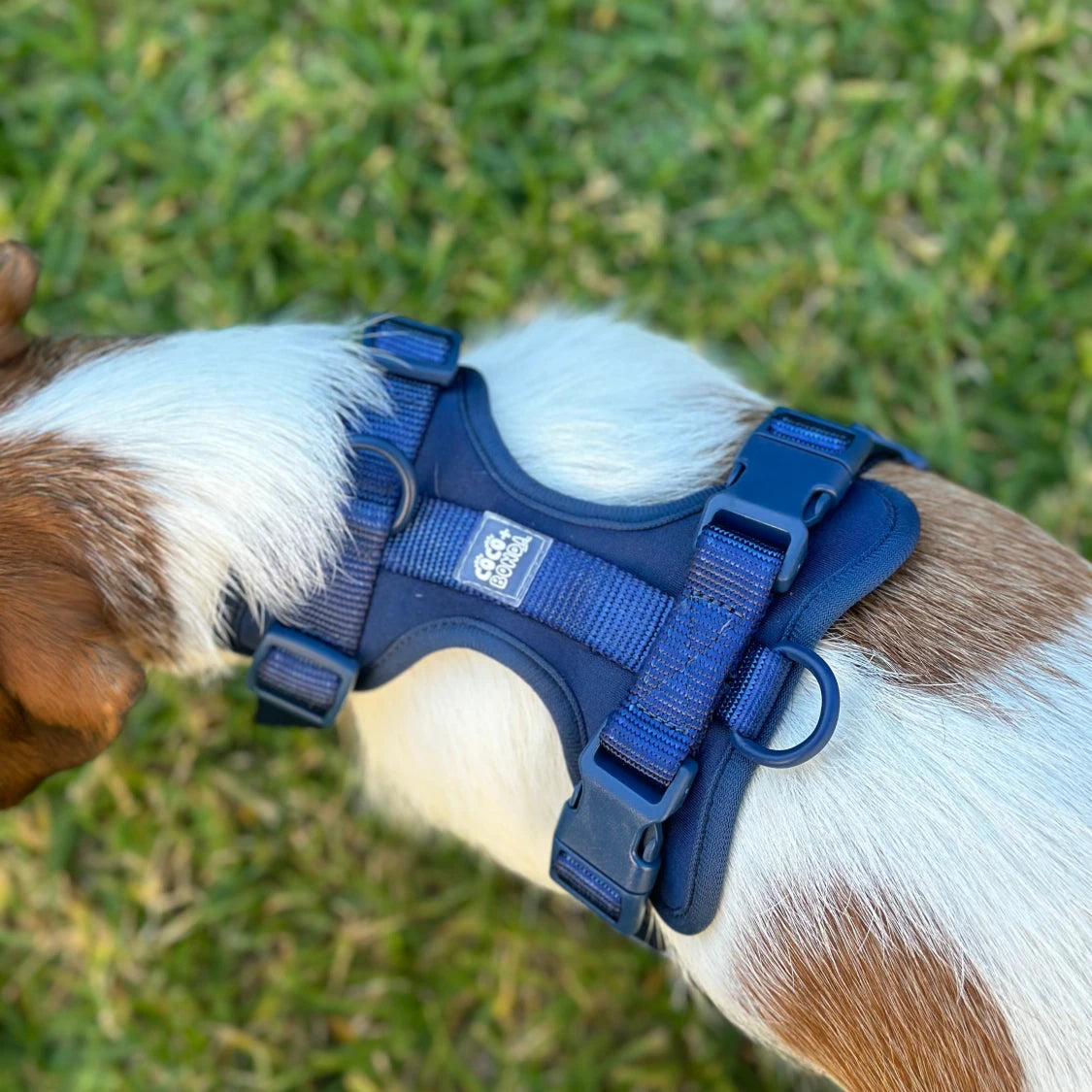 Navy Blue No-Pull Dog Harness & Waterproof Hands-Free Leash Set