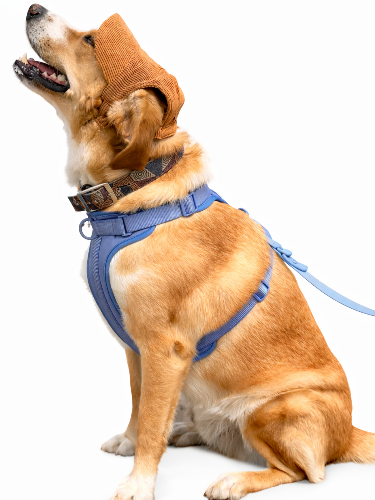 Full Moon No-Pull Harness - Walk Your Dog with Ease