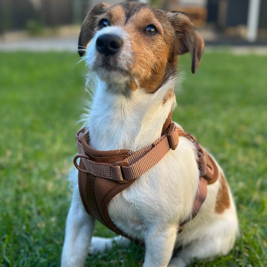 No-Pull Dog Harness & Hands - Free Leash Set in Mocha