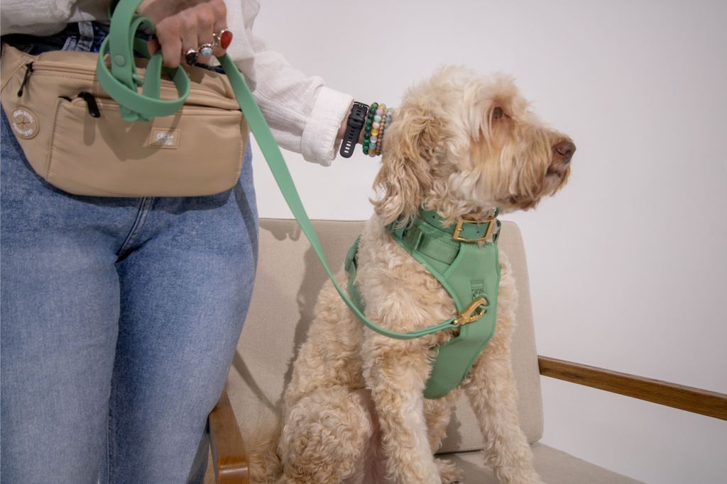 Sage Green No-Pull Dog Harness & Waterproof Classic Leash Set