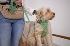 Sage Green No-Pull Dog Harness & Waterproof Classic Leash Set
