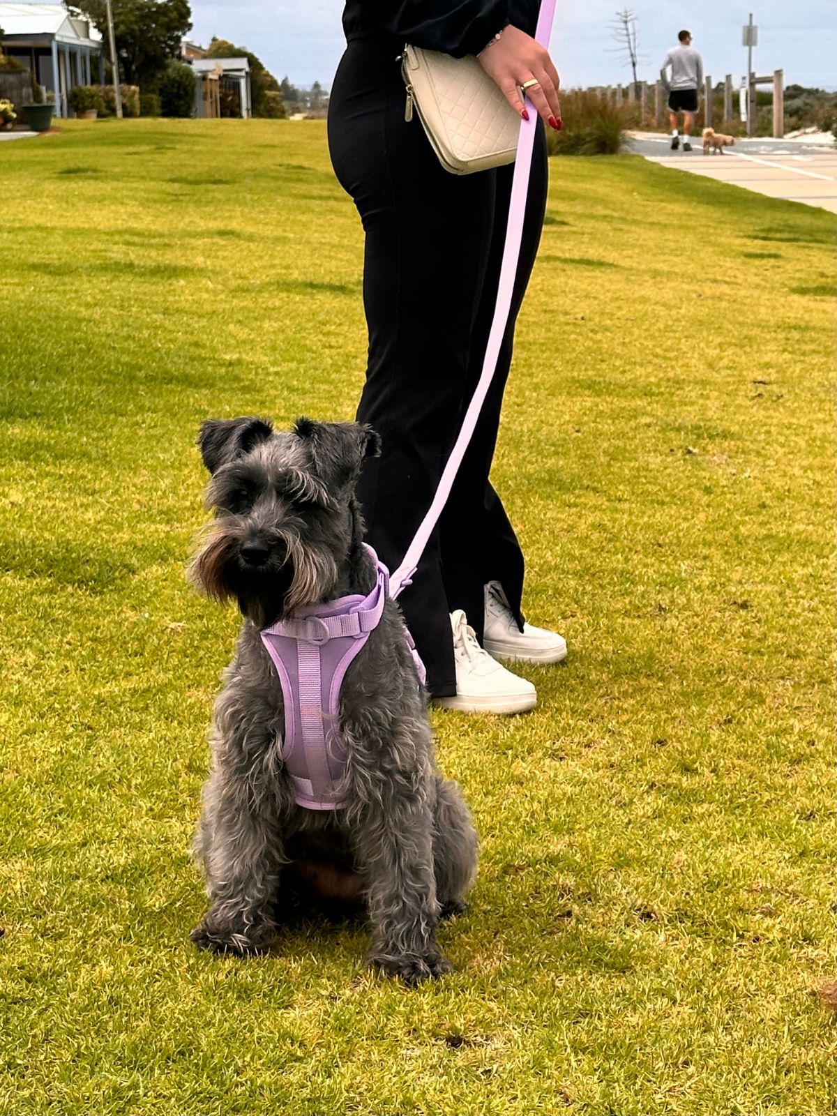 Purple Waterproof Dog Leash