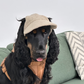 UV-Protective Adjustable Dog Hat in Cream