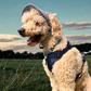 Ocean Blue Dog Hat