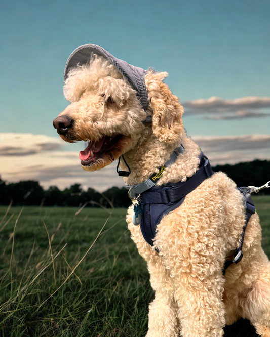 Ocean Blue Dog Hat
