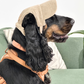 UV-Protective Adjustable Dog Hat in Cream