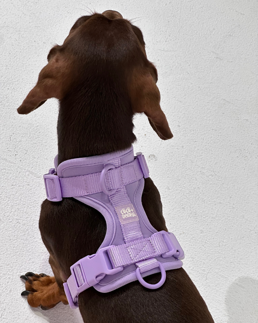 Purple No-Pull Dog Harness & Waterproof Classic Leash Set