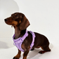 Purple No-Pull Dog Harness & Waterproof Classic Leash Set