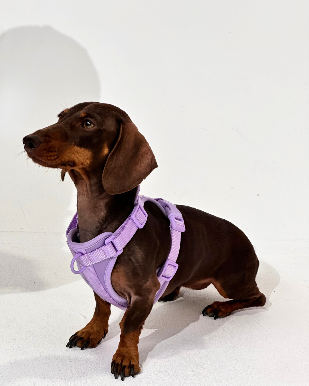 Purple No-Pull Dog Harness & Waterproof Classic Leash Set
