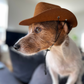 Brown Dog Cowboy Hat