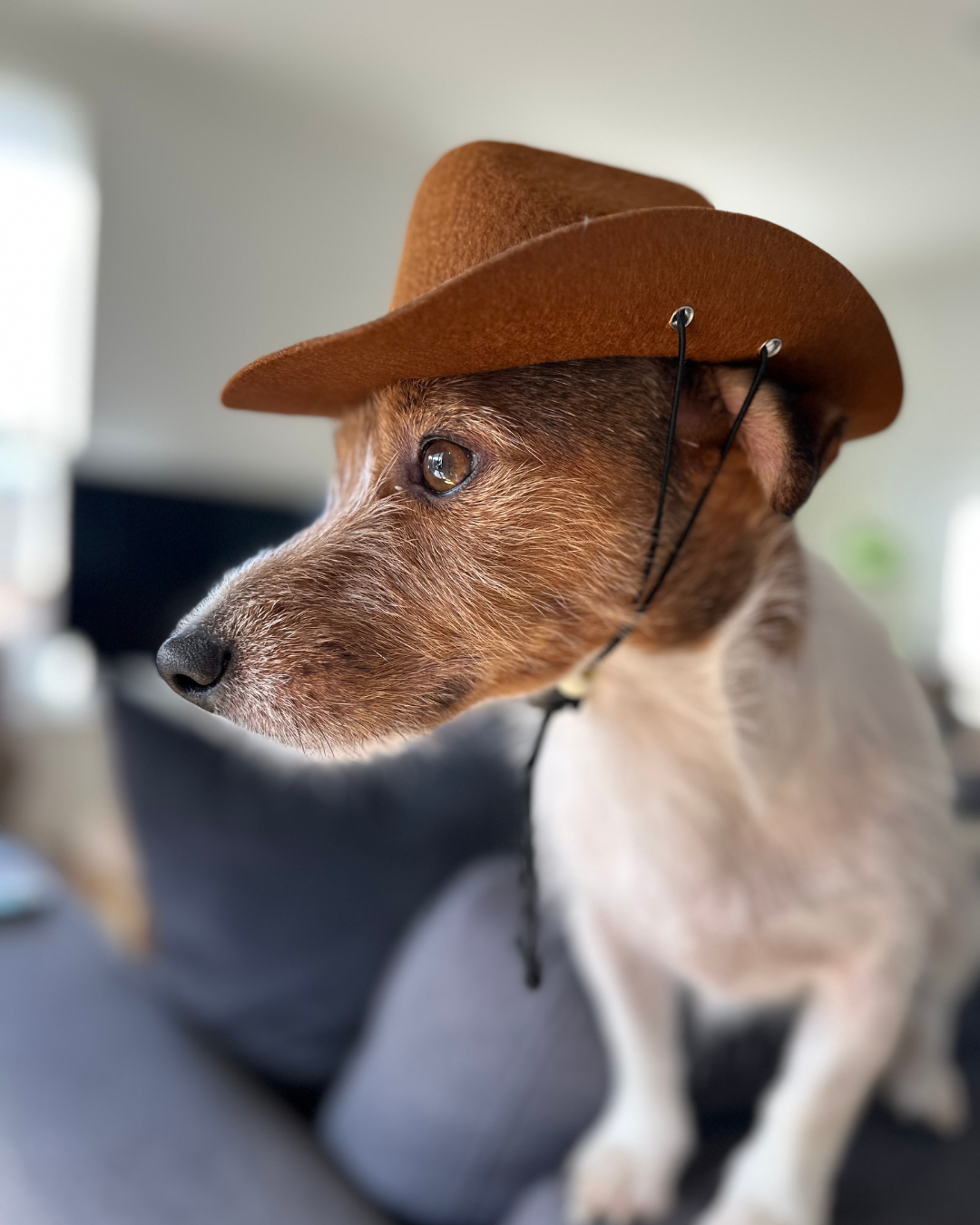 Brown Dog Cowboy Hat