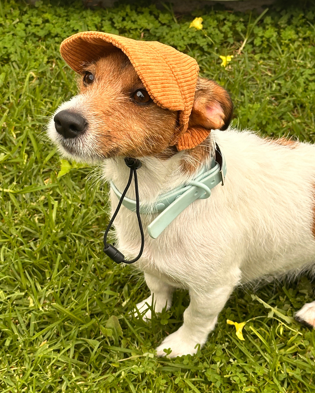 The Salted Caramel Dog Hat