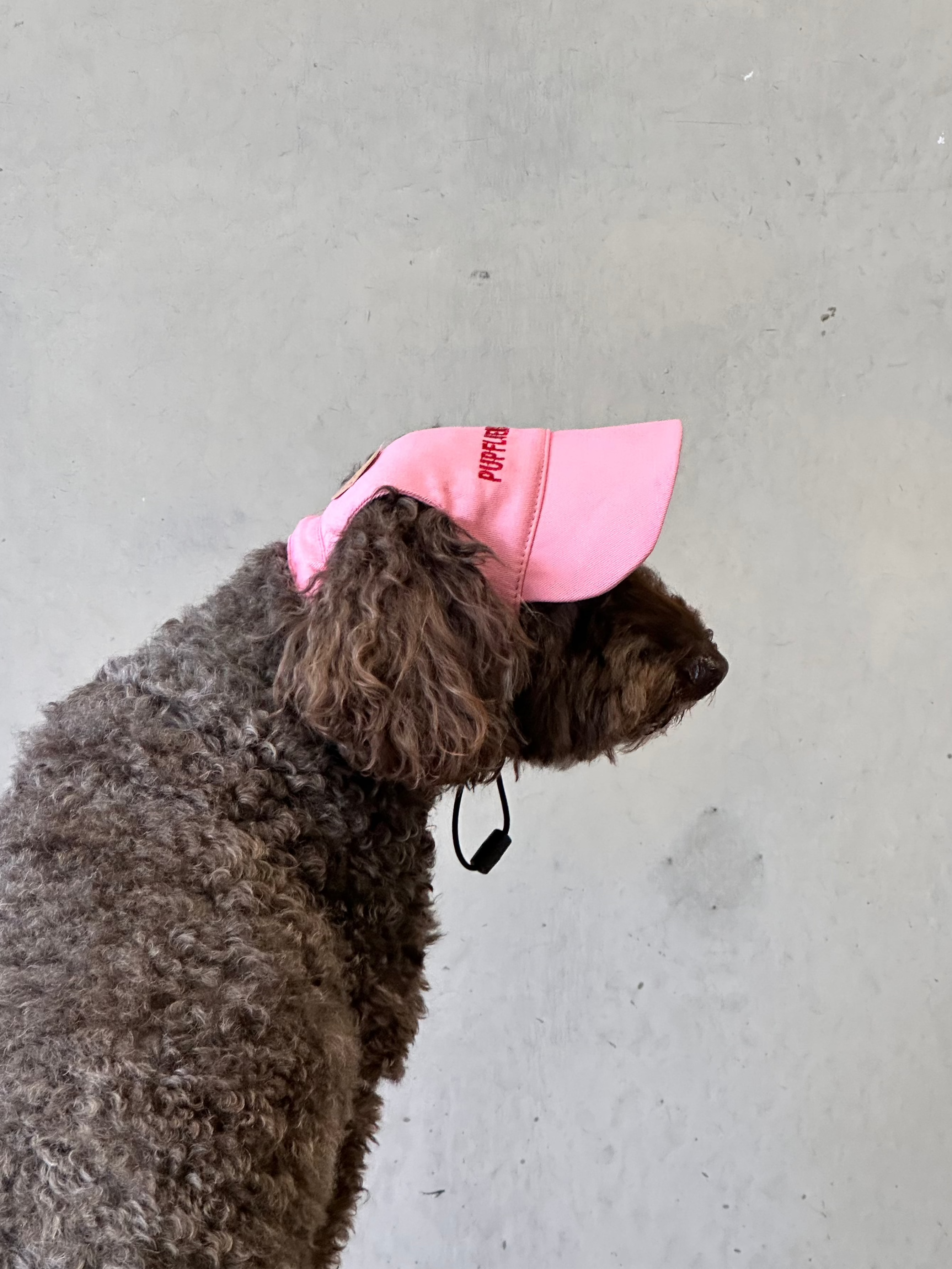 Pupfluencer” Dog Hat