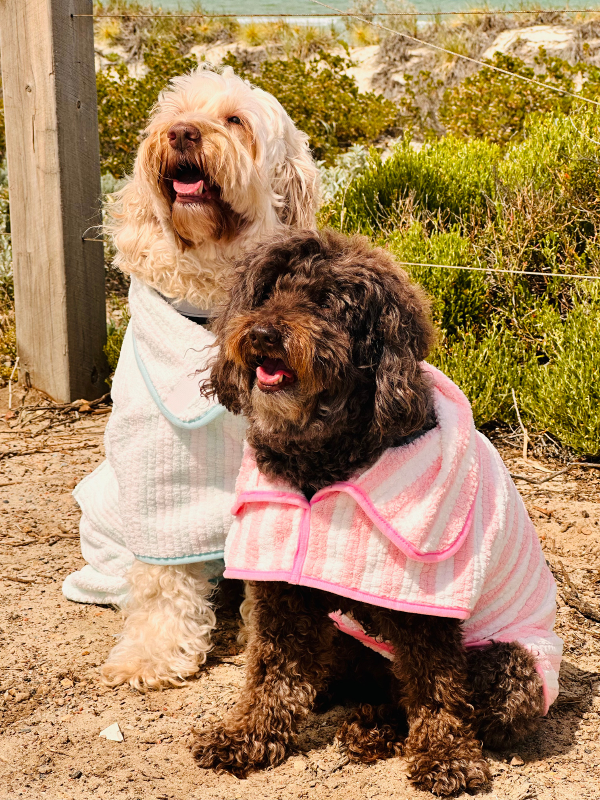 Two dogs wearing poncho towels at the beach 