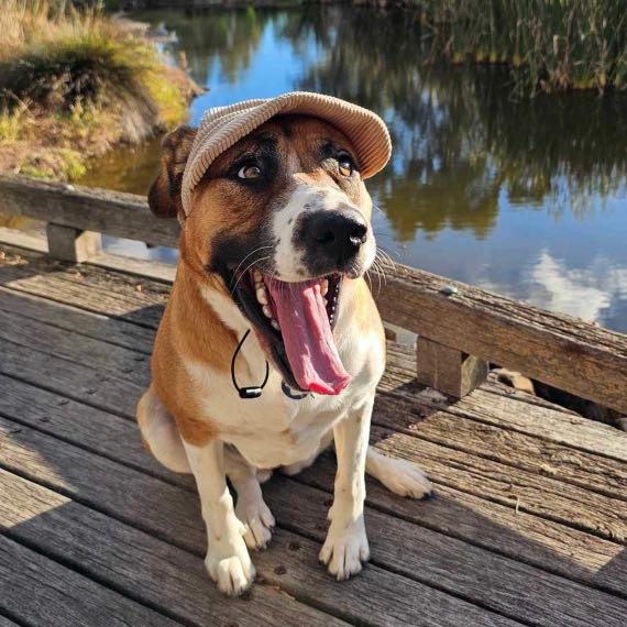 UV-Protective Adjustable Dog Hat in Cream