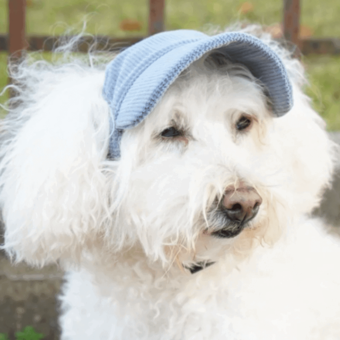 Lightweight Dog Hat