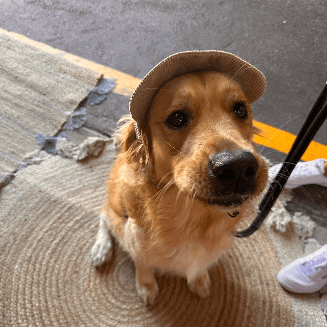 UV-Protective Adjustable Dog Hat in Cream