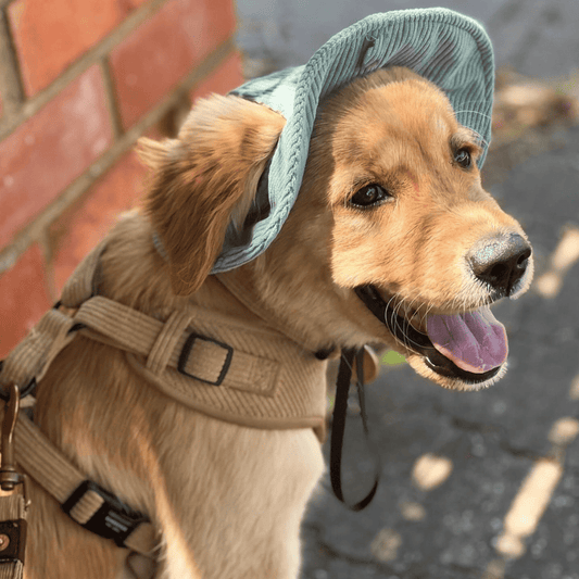 Bucket Dog Hat - Lightweight & Quick Drying - Green